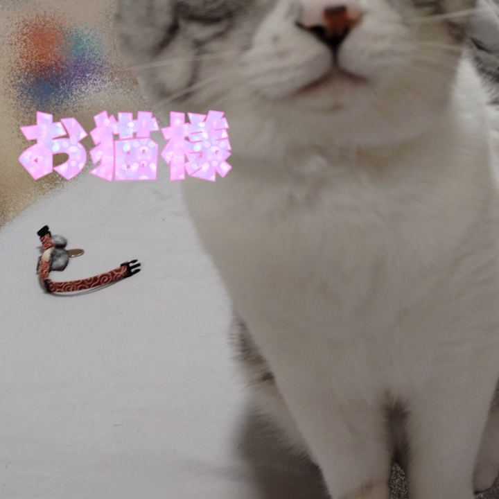 おはえもん♡
今日はちょっと早起きして
出勤前に宣材写真の撮影に行ってきます♪

出勤は18時～です！
会いに来てね♡

写真は昨日、お休みで出かけている間に

首輪を取ってしまっていた
お猫様(笑)

首輪ひとつで
こんなに別人(？)になるのか！笑

ってくらい違和感が凄くてすぐ気がつく(笑)