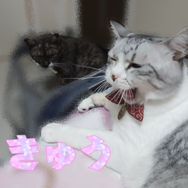 おはえもーん🐮✨
(今はもう夕方)
さっきね、猫ズが可愛かったから
この写真撮ったんだけど
めっちゃあくびww
ぶさかわぁww