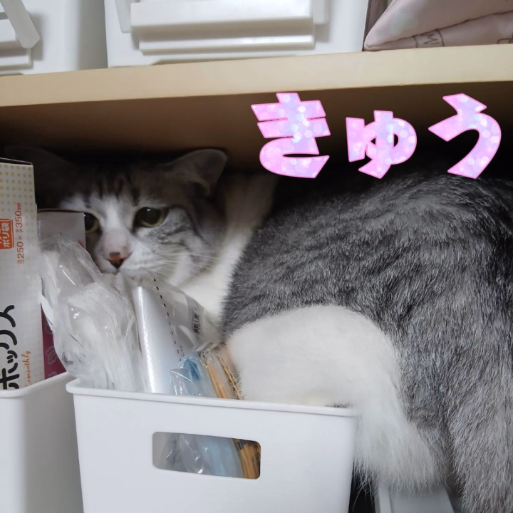 連休2日目~♪
今日は特に何もないけど、
朝方ゴミ袋を取るのにキッチンの
吊り戸棚を開けたら
お猫様が秒で飛んで入りました(笑)
そして吊り戸棚、ものが多くて
思ったより狭かったみたいで
困ってるお猫様ww
しかもこの後怖くて降りれなくなってて
下僕が抱っこして救出したよ(笑)
怖いなら登るな!笑