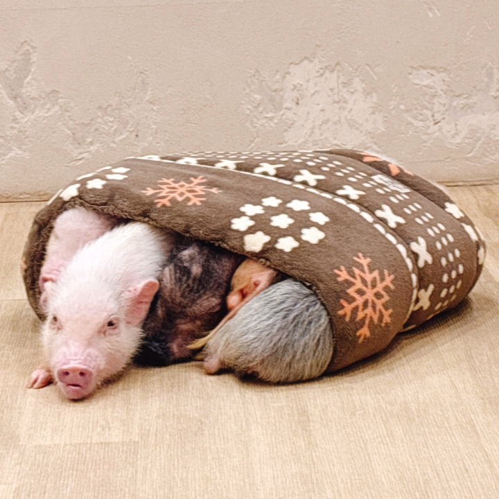 最近、YouTubeでマイクロブタの動画見て気になっていたので、いざマイクロブタカフェへ🐷💨
めちゃ可愛くて癒されました😊
豚さんは狭いところにみんな密集しにくるので、何匹も足の間に割って入ってこようとする姿にキュンしました🫰♡