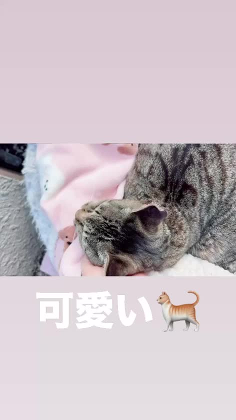 日曜日の　とらちゃん🐈
可愛い🥰