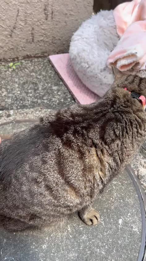 朝から　とらちゃん🐈に
会えましたー

めちゃくちゃ夏毛に
切り替わって

痩せて見えた😳

朝　お店前にいる主によると

撫でさせてくれるのは

ごくひと握りらしい😳