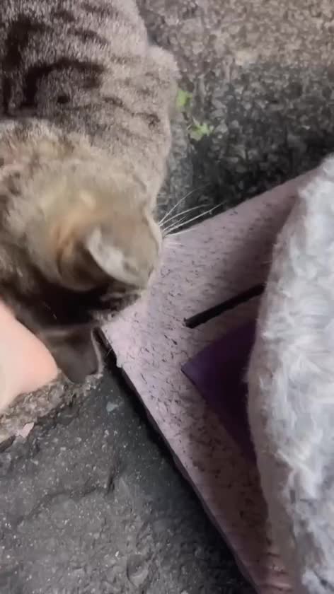 ご指名さまを
お見送りしたあと

sweetの入り口に

とらちゃん🐈が
いたのですよ


「あぁぁぁ

とらちゃん🐈

おはよー🐈☺️💕」


「お尻　トントンする？」

「気持ちいいの？🐈」

話しかけると

お尻を　グイグイ
寄せてくる🐈


なんなんでしょう
この可愛いさ🐈


おやつを　持ってないのに

手🫱ペロも😋
もらえました🐈💕

至福🥰

そして　不思議なのは

動画を止めると


「ニャ🐈」って
鳴くのです…

鳴き声が　タイミングよく
入ってる時は　稀です




我が家は　長年　飼っていた🐈が

亡くなったあとは
🐈のお出迎えは　やめました


シニア🐶が　います😊