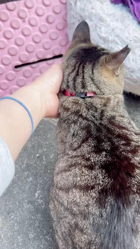 昨日の　とらちゃん🐈
