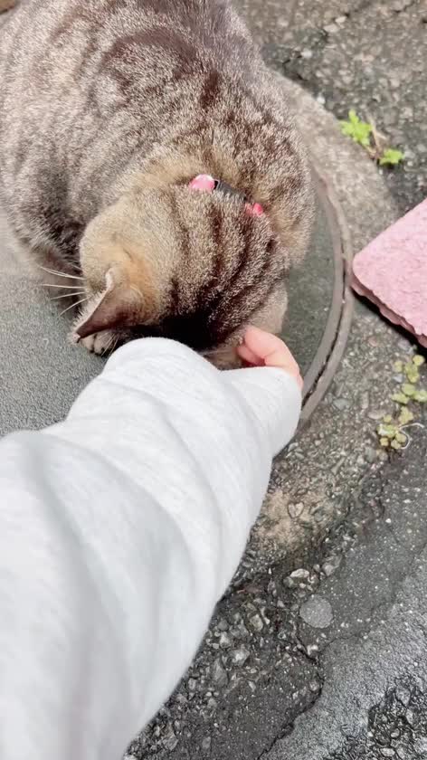 sweetの店前に　いる　とらちゃん🐈　
可愛いでしょ
撫でてる横で
とらちゃん🐈を
店長が　「とら　おいで」
って　呼んでたよ🤭