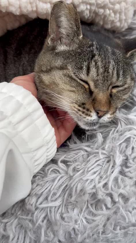 ⚠️ 私の声あり⚠️ 
⚠️音量注意⚠️

スタッフさんが

「いるよ🐈」

って　教えてくれて

とらちゃん🐈　会えた🥰

スタッフさん

「慣れてない人が来たら
逃げるけどさ

足音で　誰だか　判ると

顔　ひょこって　出すよ😊」

って😳


とらちゃん🐈　認識して
くれてるのかなぁ😊

前は　警戒モードだったのに

優しく話しかける

少しずつ　距離を縮める
（いきなり　上から触らない）

「触っていい？」

って　毎回　聞いてる😂🤭

いきなり触らないのが🙂‍↕️

どんなに　慣れても

名前　呼んでから

「とらちゃん　おはよ

触っていい？」

って　聞いてるんだけど

伝わってるかなぁ😳

あんよ　クロス　

か、か、か、可愛いぃぃぃ🥺

そして　あんよ
触らせてくれる🥺


癒しをもらいました🥺


朝　栄養ドリンクと
豆乳だけだったので

おにぎり　買ってきました



魚介出汁が　魚介アレルギーなので😇

塩おにぎりか　赤飯おにぎりか
焼きおにぎりの選択肢😂