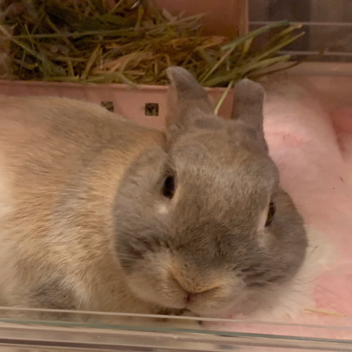 宜しくね🐰