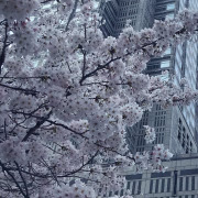 朝倉みなみ🍓新宿ｽﾄﾛﾍﾞﾘｰｼﾞｬﾑ🍓