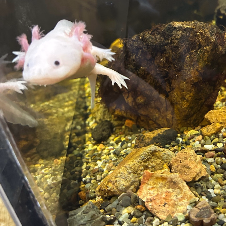 おはようございます☀️😊
まるちゃんです✿·͜·

お休みの間は水族館に行ってきたよ🚗³₃
ウーパールーパーとタコが可愛かったね💕︎
あの大きさのタコは絶品だよ😏😏🐙🐙

今週もお仕事が始まりますよ💼👔👓🏢
皆様も無理せずのんびり頑張りましょう٩(ˊᗜˋ*)و
ほな頑張ろけ〜🐔🐔🐔