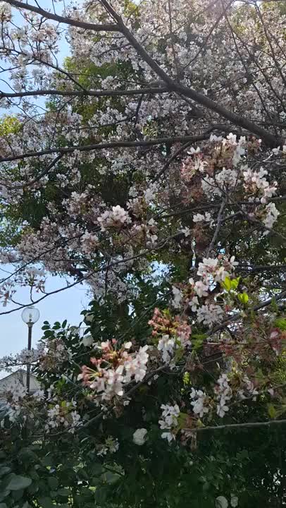 桜も終わりかなぁ...

そちらは　まだ　観れるかな(笑)

明日から　出勤します💕

お誘いお待ちします😉