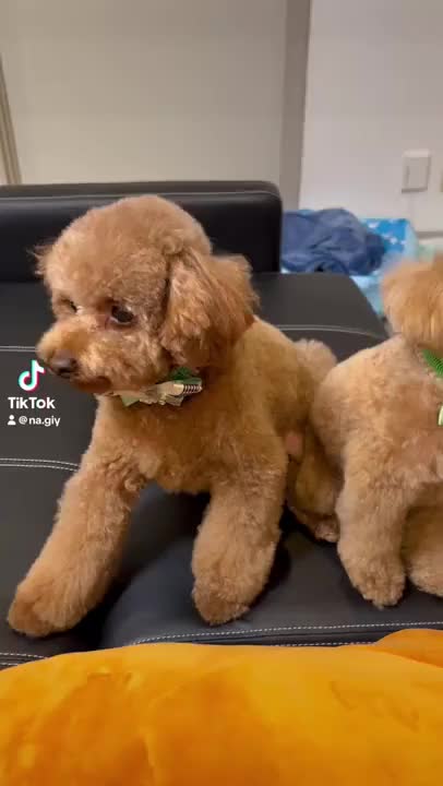 なぎさの愛犬くんたちです❤
この子達のおかげで
母性本能目覚めまくりましたw

貴方様もなぎさに
愛撫れられてみますか？