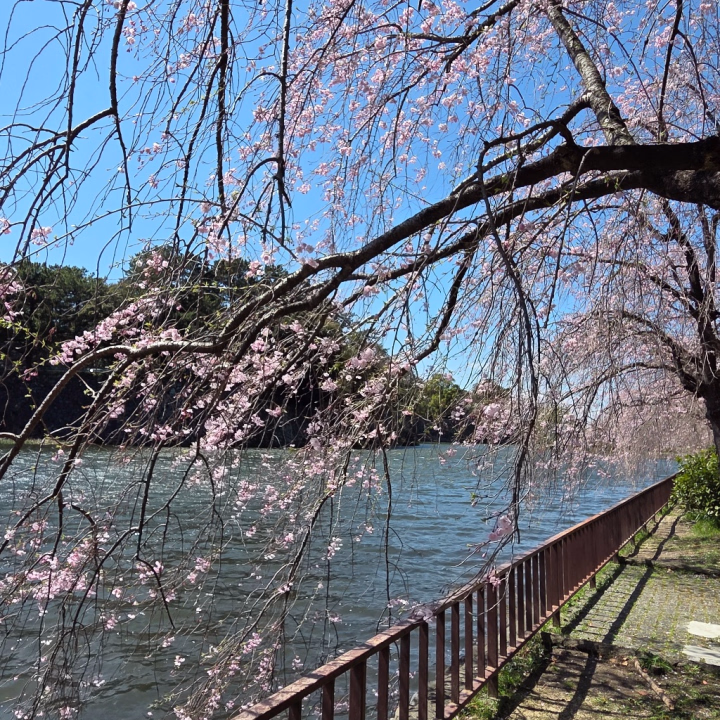 おはようございます🌸
出勤しました🙋‍♀
散りかけだったけど、桜キレイだった✨
水辺の桜っていいょね！
今年は2回桜見れそう🤭
北海道は桜咲くの今月末だからね🌸
本日21:00までお店にいますので、よろしくお願い致します🙇‍♀
ご予約ご指名ご来店、お待ちしてます🥺
たくさんの出会い楽しみにしてます💓
