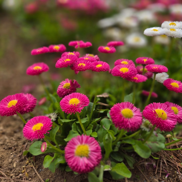 おはようございます🌸
出勤しました🙋‍♀
このお花の種類何か？わからないけど、なんか可愛い♡
最近、お花とか自然見ることが好きになりました！
歳取った証拠でしょうか？(笑)
若いときはまったく興味なかったのに！
上手く写真撮れるようになりたい！
一眼レフ買った方がいいのかな？
でも、パソコンないからな？
スマホだと、どの機種が1番キレイに写真撮れるんだろ？
その前に技術磨かなきゃダメか？(笑)
本日21:00までお店にいますので、よろしくお願い致します🙇‍♀
ご予約ご指名ご来店、お待ちしてます🥺
たくさんの出会い楽しみにしてます♡
見つけてもらえたらいいな🥰