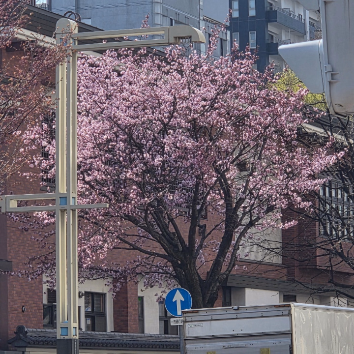 おはようございます🌸
出勤しました🙋‍♀
ついに、桜開花したみたいです！
春ですね〜(´ ・ω・｀)
今年は例年より開花早い！
きっとGWには散ってる気がする？
これも、温暖化ってやつですかね？
本日21:00までお店にいますので、よろしくお願い致します🙇‍♀
ご予約ご指名ご来店、お待ちしてます🥺
たくさんの出会い楽しみにしてます♡
今日も見つけてもらえますように★