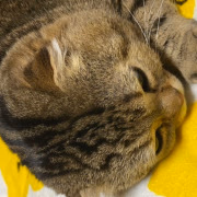 かのん