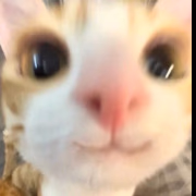 せりな