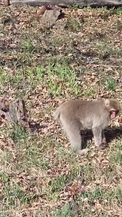 こんにちは♪

日本猿初めて見かけました🙊凶暴みたいです🦧

何時も高貴な男爵様方有難うございます!冥利に尽きます(^^ゞ

今日も暑さに負けず待ってます★✦涼風ルームで待機して居ります!

💕