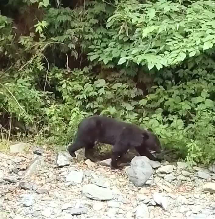 こんにちは🐻

山には熊さんが居るので怖いですね🧸
気をつけねばならないですね^_^最近は人馴れしている見たいですしね（・(ｪ)・）

昨日も喜んで頂き嬉しかったです❕✨本日も宜しく待ってます!

💕