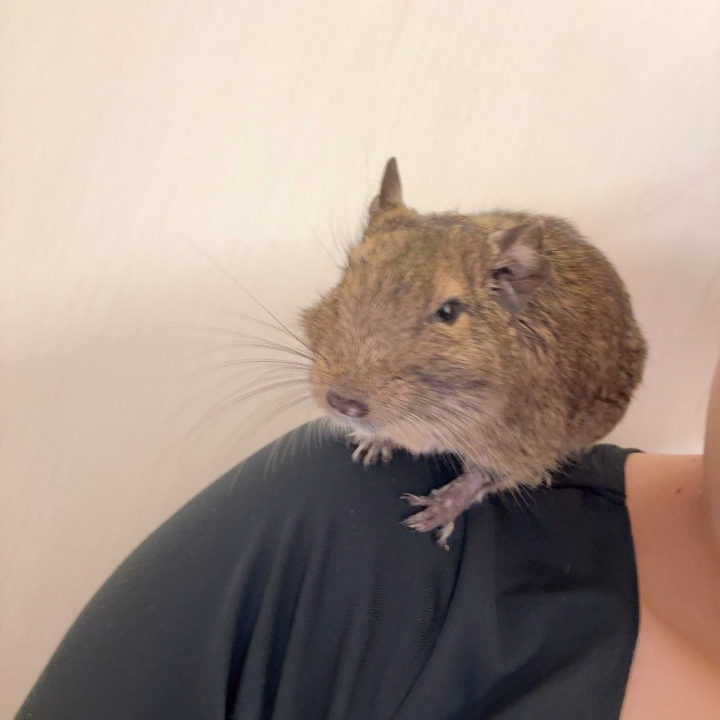 仕事終わり、肩の上でくつろぐネズミ🐭
えびちゃん米子に来てるのまじ?🐱
やっっと鬼出勤がおわるぞ!!!
久々の土日出勤でそうだ、そうだったわ…
ってことが起こりすぎてうああああああ
ってなってる間に2日間終わってました😇
🤮部屋にフケ部屋にほんとに多種多様なの
勘弁して欲しいよね🙃
明日は時短勤務して米子に向かいます🏃♀️
明後日から出勤になりますのでー😘
ご予約してくださってる方は風邪ひかぬよう!
てか知らん間に秋華賞も菊花賞も終わってました
菊花賞は新時代の扉にアロンアルファつけたのね
天皇賞はやるぞー!!!!