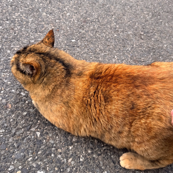 朝からにゃんこ見つけて
挙動不審→撫で回しに成功しました🐱💕
ほぼ全般動物アレルギーなのに
猫はマシとかいう謎体質、猫見つけると
めっちゃ挙動不審になります、触りたいので。
このこたまに見かけるけど
めっちゃまん丸になった気がする🤔
うちのネズミも最近めちゃ食べるので
動物にも食欲の秋ってあるんかな🍁🍂
本日もよろしくお願いします🙏