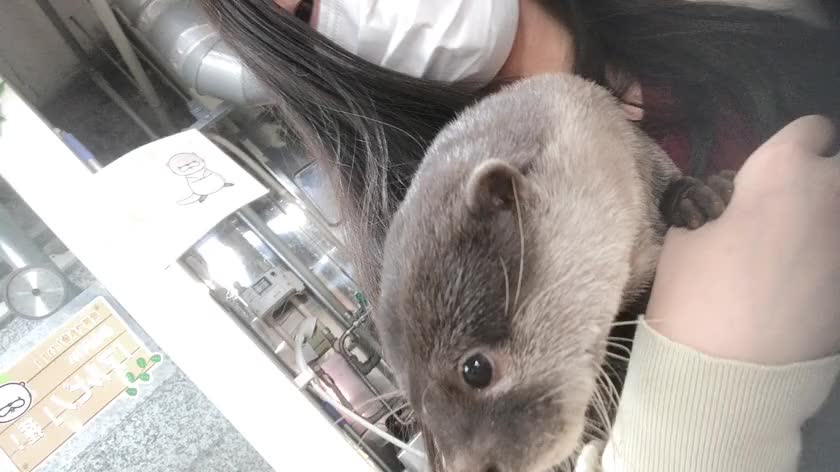 数年前の動画🤣
これは遊び行った時なので
仕事中の動画ではないけども🙄

私の職歴風俗系だけでも
え？
ってよく言われるけど
昼もなかなか変なことばっかしてて

アルハラとパワハラに耐え
グラスを素手で握りつぶしてわり
お酒にやたら詳しくなり
カワウソと戯れ
毎日喘ぎ声を無心で聞き
今は人の事後を掃除してます🏩

基本夜のお仕事と昼の仕事は
同時進行ばっかなんです😗
ついでに昼も掛け持ちが多め。
飽き性だから1個のことずっとだと

いやあああああああ

ってなっちゃう🤣

同じ仕事ずっと続けてる人って
ほんとにすごいなーと最近つくづく…