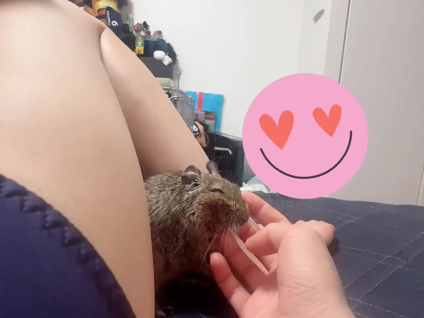 彼氏の特権🐭
足の間に入ってなでなでもみもみ

モモンガはおっぱいにはさまれ
デグーは足に挟まれるらしい

朝ご飯作る時は
たまにおっぱいにはさまってる時あるけど