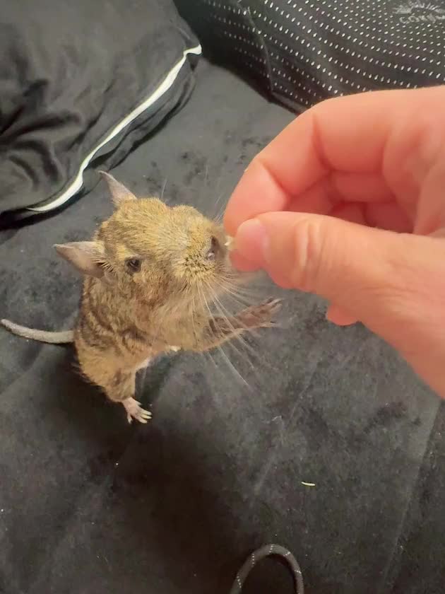 酔っ払いに絡まれネズミ
お鼻の調子が悪くてしゅこしゅこ言ってるけど
前頂いたリンゴのおやつの動画🍎

昨日夜飲み屋出てて、珍しくママが来てたので
その息子くんと遊ぶ子嫌いな私と
それを実況中継する子嫌いな妹とマネージャー
とかいうおもろい構図やってました😇

んでジャンケンとあっち向いてホイで
ぼろ負けしてました。シラフなのに。
ムカついたのでアルプス一万尺を教えこみました

お子は覚えが早くて怖いわっ🥺

ってことで今日から米子！
気温調べたらめっちゃ涼しそう？

ではまた後でー
