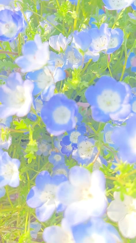 ずっと更新出来てなくてすみませんでした🙇🏻‍♀️


女の子日と被ってお休みしてたりしてました🥺

忘れられてないかな？


今日(昨日)は逢いに来てくれたお兄様方ありがとうございます(*´˘`*)♡

ここからずっと出勤予定なので頑張るので、会えるお兄様待ってるね💓


今日も楽しい一日でした♡



この前ネモフィラを見に行って来たからみんなに共有しちゃう𓂃𓂂ꕤ*.ﾟ

ちょー綺麗だった！！

意外と近場で見れるからおすすめです(๑•̀ㅁ•́ฅ✨


また明日も会えるの楽しみにしてます💝