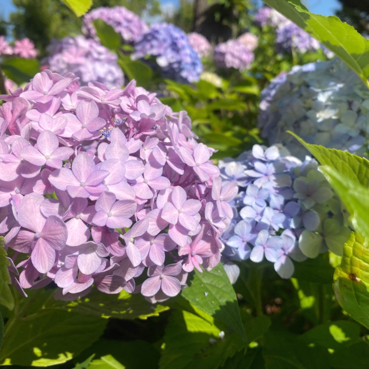 紫陽花がきれいに色づく季節ですね。
本日18〜24時、お時間合う方お待ちしています。

池袋西口・王朝宮殿桃李🌹すいれん
🌹X suirenx1🌹ふわっち（配信）　suiren_