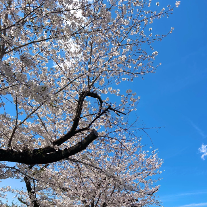 ありさです☀️

お休みの間にお花見行ってきました！

桜が満開でとっても綺麗でした🌸

みんなもお花見行ったかな？

本日も出勤してます！