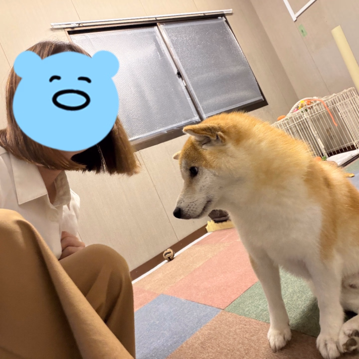 米子に行くとわんちゃんに会えると聞いたので初めてお会いしました🐶

女の子が来ると寄ってくると聞いたのですが、あまり(？)寄ってくれなかったです😂

明日も9:00-21:00まで出勤します💕

少しでも私のことが気になってるお兄様方是非お誘いお待ちしております✨

明日もわんちゃん触りに行こうかな…( ˇωˇ )
