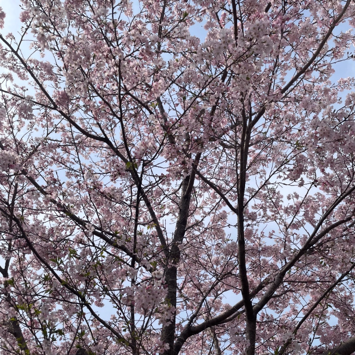 おはようございますᵔ.  ̫.ᵔ

4月になりましたね🌷
暖かいと思いきや寒かったり天気悪かったり不安定ですね🥲

みなさま体調にはお気をつけてくださいね🥲🥲♡

実は先日お花見してきました𛰙᭜𖫴𖫰𖫱𖫳𖫲𖫲𖫳𖫴𖫰𖫱꛰ ᭜𖫴𖫰𖫱𖫳𖫲𖫲𖫳𖫴𖫰𖫱꛰ಣ
この日はポカポカ日和でお昼寝したくなるくらいいい気温だった☺️🔆笑

写真はおすそ分けだよー🌸🌸