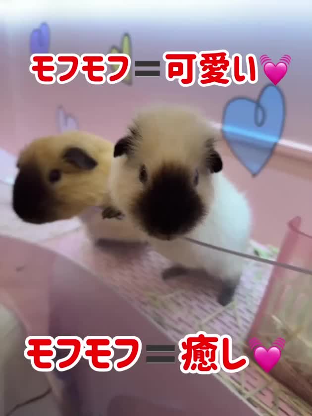 楓音