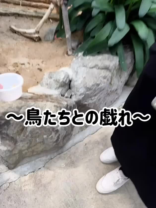 楓音