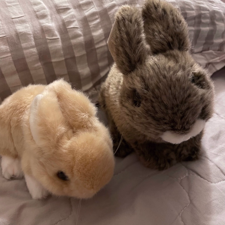 今日もありがとう︎💕︎

最近うさちゃん飼いたい欲が爆発してて、気持ちを落ち着かせるためにうさちゃんのぬいぐるみを買いました

こよい、実はかなり早く一人暮らし初めてて、一人暮らし歴10年近くなるのですが
寂しくて寂しくて、ずーっと動物飼いたいなーと思ってるのだけど
今はお仕事忙しくしたいし、おうちにいられる時間も限られてくるから
こよいの寂しさを埋めるために動物飼っちゃったら、今度は動物に寂しい思いをさせてしまって可哀想なので
なんとか踏みとどまっています🐰
あと、こよいは多分、命を預かってはいけないタイプのにんげん笑

色々落ち着いて、自分の面倒もちゃんと見られるようになったら、動物をパートナーにして一緒に人生を歩みたいです
うさぎと、モルモットが飼いたいです

そんなこよいの明日からのハロウィンコスプレはバニーです🐰

多分お兄様が想像してるようなセクシーバニーではないですが、バニーです🐰

うさぎが飼いたいから

また明日、おやすみなさい😴