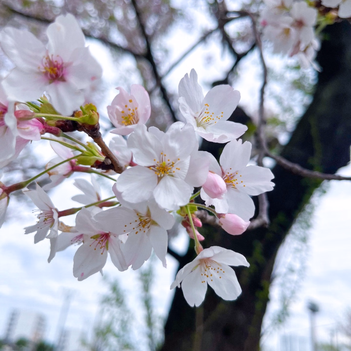 今年初めてのお花見🌸
もう葉桜だったけどこれもまた風情があって綺麗でした✨