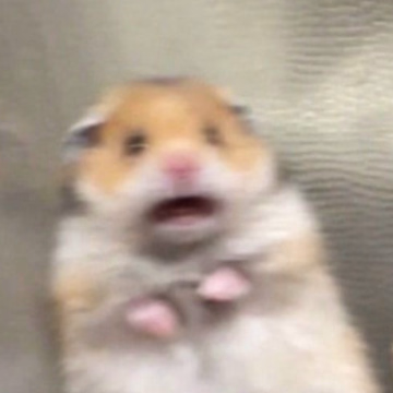 ねね🐹ハピネス札幌