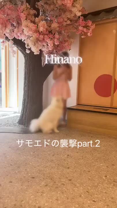 サモエドちゃんの襲撃part.2🐩💞