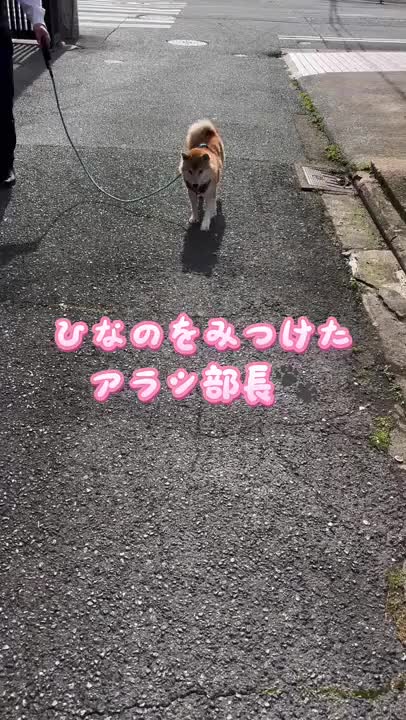 ひなのをみつけたアラシくん🐕が
ぴょんぴょんと
飛び跳ねてました🐾
　
…がしかし∑(ﾟДﾟ)
　
※音声つきでお楽しみください