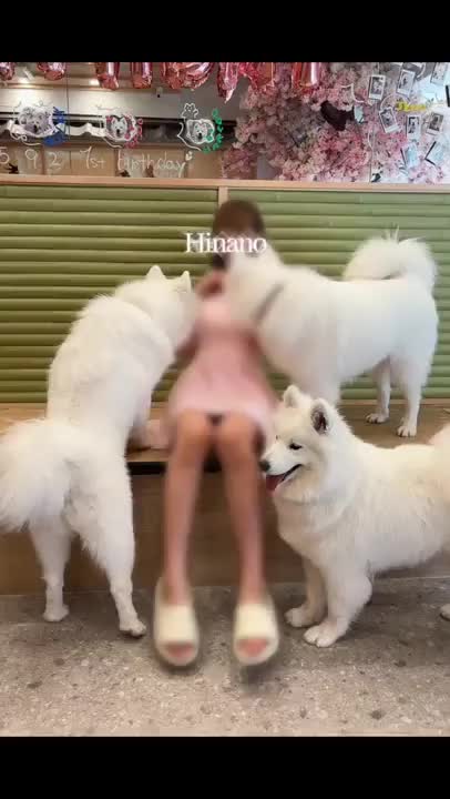 サモエドちゃんたち🐩に
囲まれてみました\(//∇//)\💞
　
　
非日常すぎて
高揚感が止まりません💞
　
ひなの