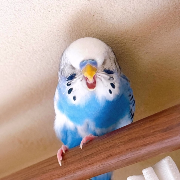 洗面所でこれくらい大きなあくびをしていてひとりで恥ずかしくなった今朝🤭

最近寒暖差と花粉症が相まって
毎日ヒーヒー言っています😇
でもとても元気𐤔𐤔𐤔

さて、今日は15時までおります🙌
良かったら遊び来てね( ˊᵕˋ*)

お口が上手(ってみんな言ってくれる。嬉しい)


そろそろ雨止むかなー！
止んでくれー！！！🙏





🐰くいな🐰