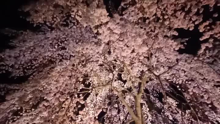 夜桜