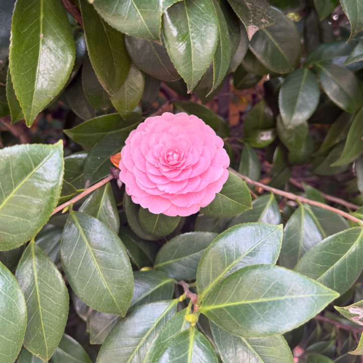 お久しぶりです🌼.*
私の事忘れてないかな??👀

最近いのりは、ぎっくり腰になって
超大変な日々を送ってます…トホホ

来週までお待ちくださいね🙇‍♀️💖

お問い合わせも随時お受けしております、
ご連絡ください😊❤️

既にお問い合わせ多くて嬉しいです、
本当にありがとう💗

いのり