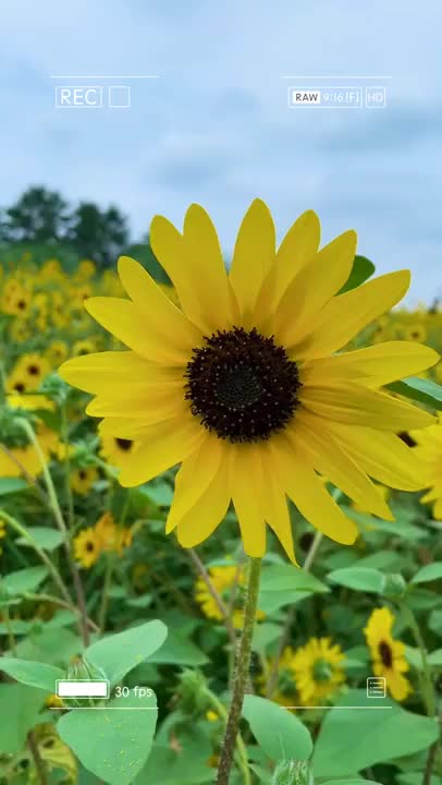 昨日の土曜日はオフにして家族とひまわり畑行ってきたあああああ🌻💓どうしてもひまわり畑に行きたくて、、でも暑いからなかなか行けず🙄やっとちょっと涼しい気温の日がきたのでタイミング逃せないって前日に行くの決めました(´•ω•`)花の中で向日葵がいちばん好きです🌻