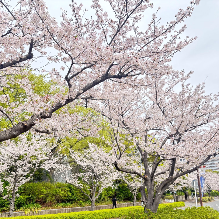 こんばんはー、まねるでーす！

ちょい久しぶりでーす！

16日の木曜日に早番で出勤します！

タイミング合うお兄様からのお誘いを
お待ちしてまーす！

4月後半はもうちょい待ってねー！