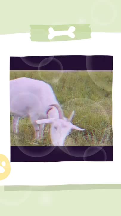 とある休日の風景🖼️🐐

うめ🌿～🐐