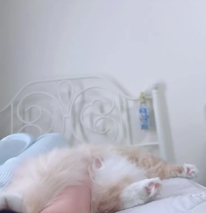 低気圧でちにそうなアイナの傍に居てくれる猫様🥹

ヘソ天して身を委ねてくれるのとても幸せ(՞˶ᵒ̴̶̷᷄꒳ᵒ̴̶̷᷅ ˶՞)💕

朝方激痛で目が覚めてロキソンニンさん飲んだけどまだ地味に痛いから少し横になってます🫠
せっかくの休みなのに⋯低気圧弱いの嫌ですね( ´:ω:` )

ヒメフォトのお礼もう少しお待ちくださいね(*´ω`*)💕
そしていつも沢山ありがとうございます🙇‍♀️


Ina🐈‍⬛🎀
