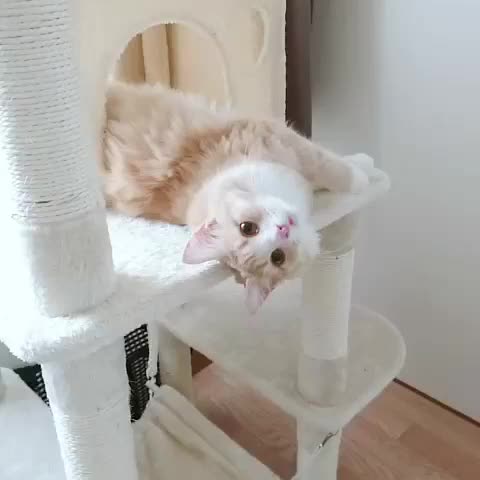 久しぶりの猫様🐱ᩚ💓


ちっこい時のお迎えして数日の猫様です‪(*∩´꒳`∩*)✨️


最後までみるとあざとくウィンクしてくれてるので癒されてください,,⁃ ⩊ ⁃,,💓


Ina🐈‍⬛🎀