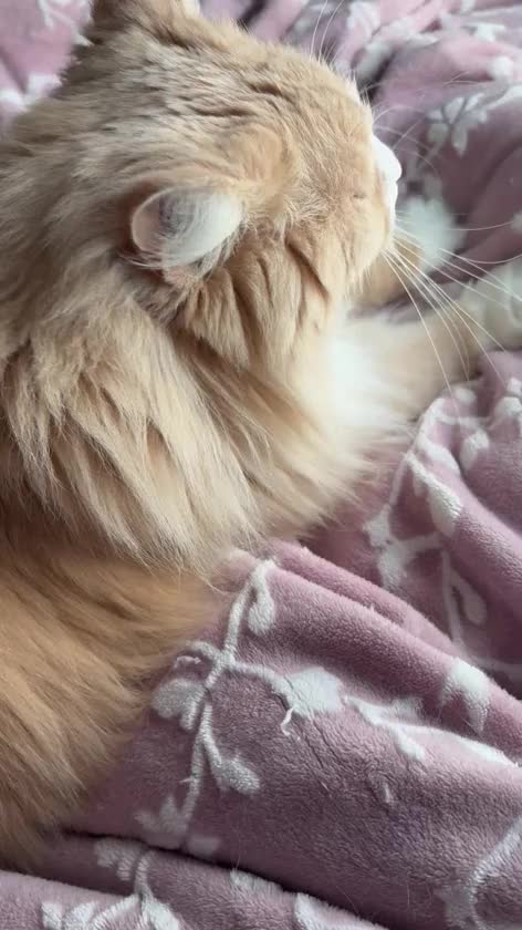 久しぶりの猫様🐱ᩚ
1週間お疲れ様です\(  *´ω`*  )/🌸


Ina🐈‍⬛🎀
