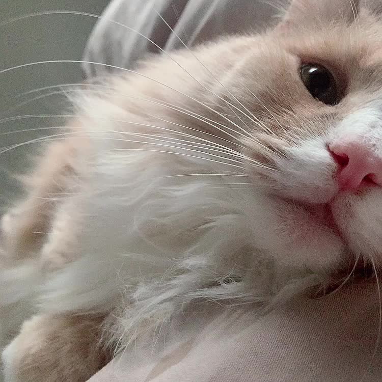 久しぶりの猫様🐱ᩚ💓


1週間お仕事お疲れ様です(* ´  ` *)ᐝ


心も身体も癒してあげてね✨️



Ina🐈‍⬛🎀